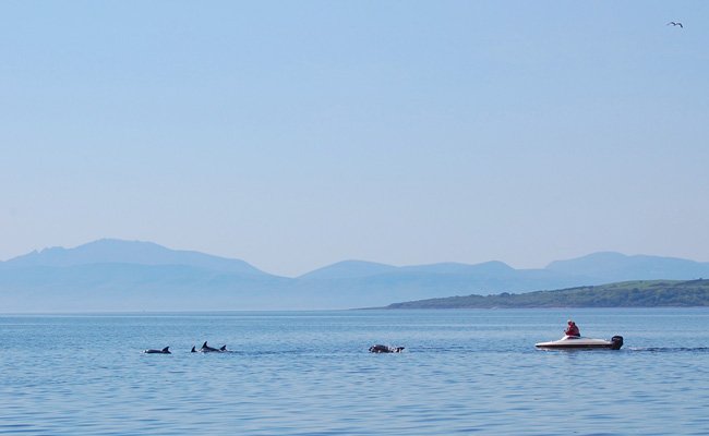 Dolphins leading a boat near the Isle of Bute